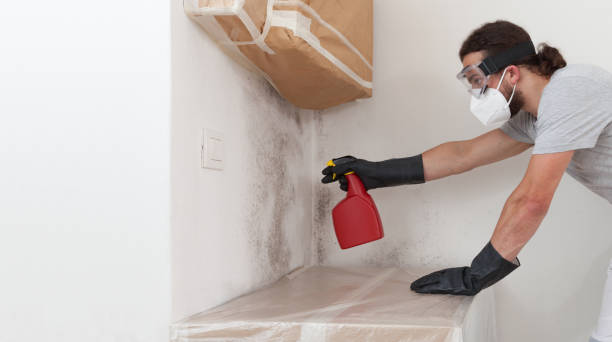 Professional Basement Mold Removal technician working in Mount Holly, NJ