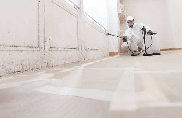 24/7 Emergency Basement Mold Removal experts in Mount Holly, NJ