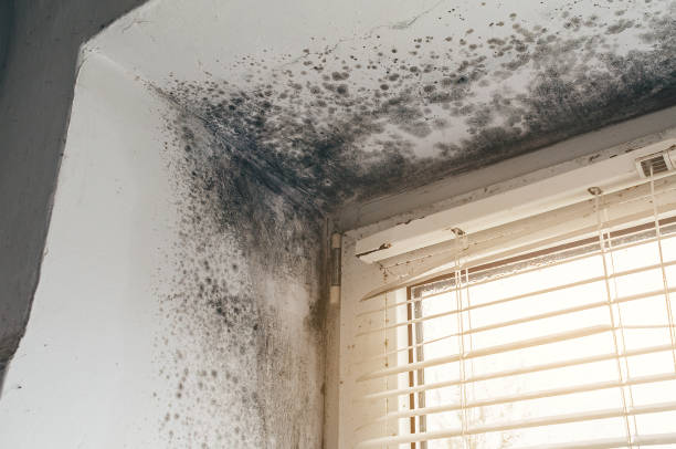 Affordable Basement Mold Removal solutions in Mount Holly, NJ